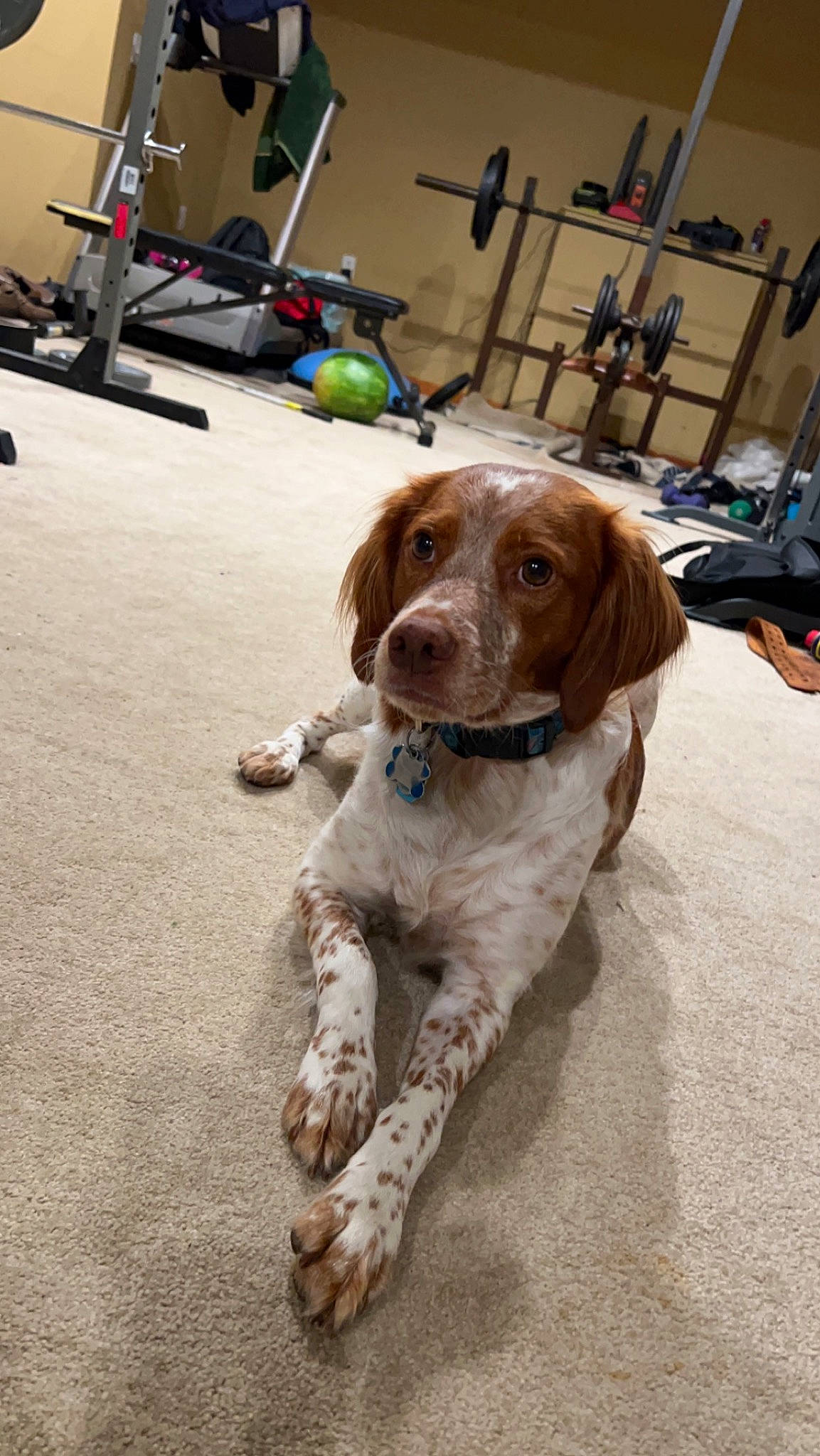 Jinx is registered to the contest to win money with this photo: canidae, carnivore, collar, companion_dog, dog, dog_breed, dog_collar, fawn, flooring, fur, gun_dog, leash, liver, shelf, snout, spaniel, sporting_group, tail, wood, working_animal