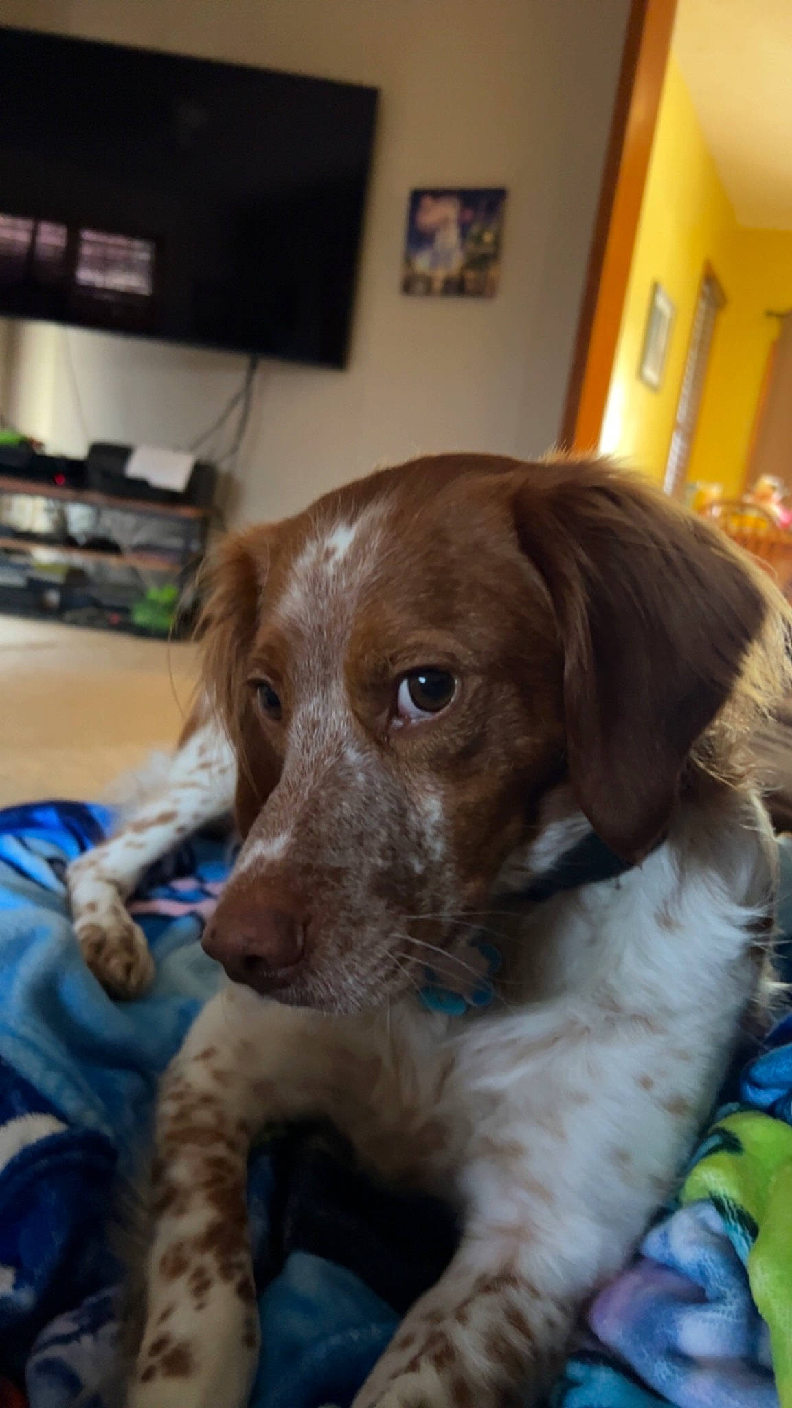 Jinx joined the competition — help win amazing prizes! analog_television, brittany, cable_television, canidae, carnivore, companion_dog, dog, dog_breed, fawn, fur, gun_dog, home_appliance, liver, picture_frame, puppy, snout, sporting_group, television, whiskers, working_animal