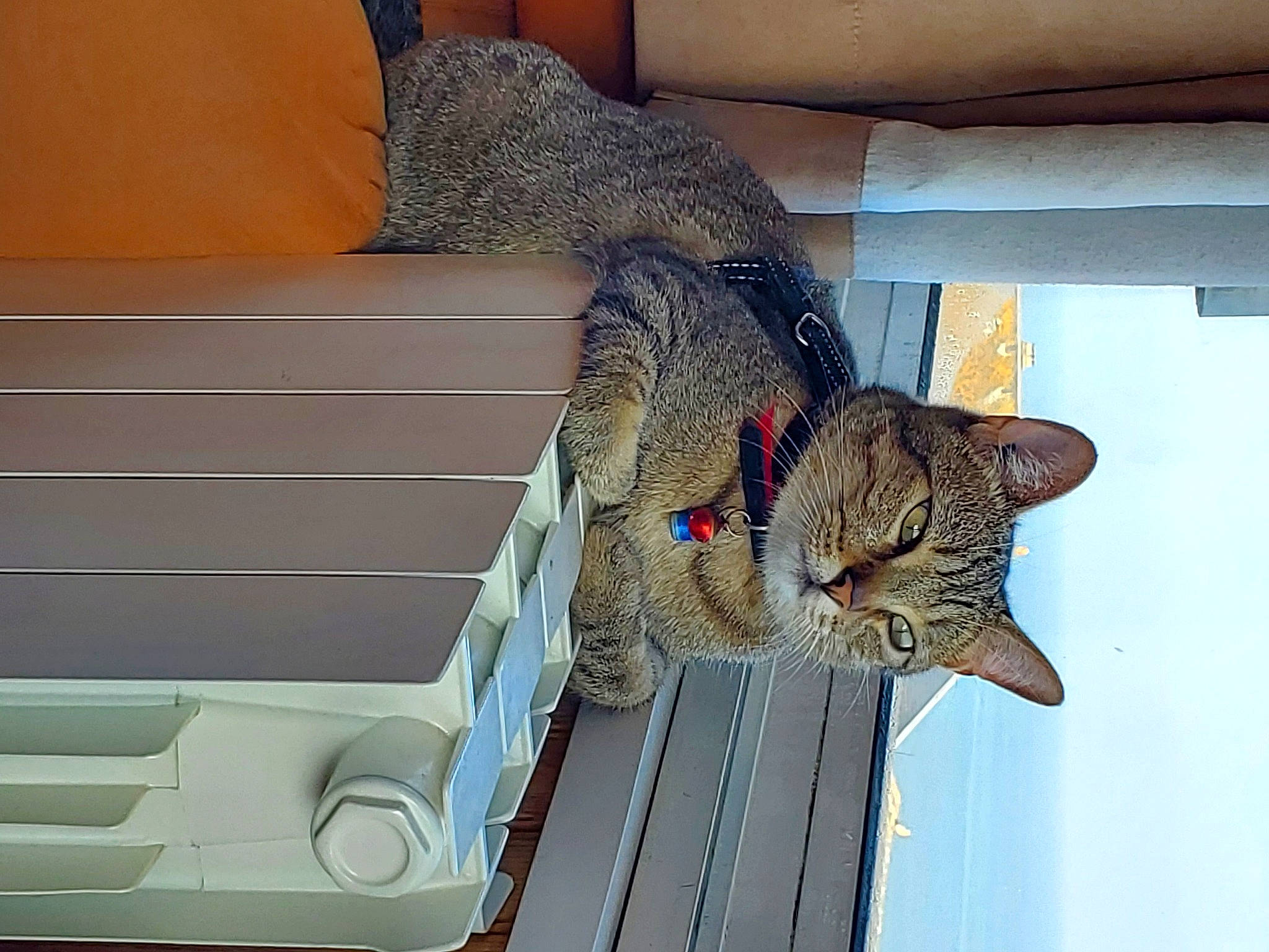 Malo participe au concours pour gagner de l'argent avec cette photo : carnivore, cat, comfort, domestic_short_haired_cat, felidae, fur, pet_supply, sky, small_to_medium_sized_cats, tail, whiskers, window, wood