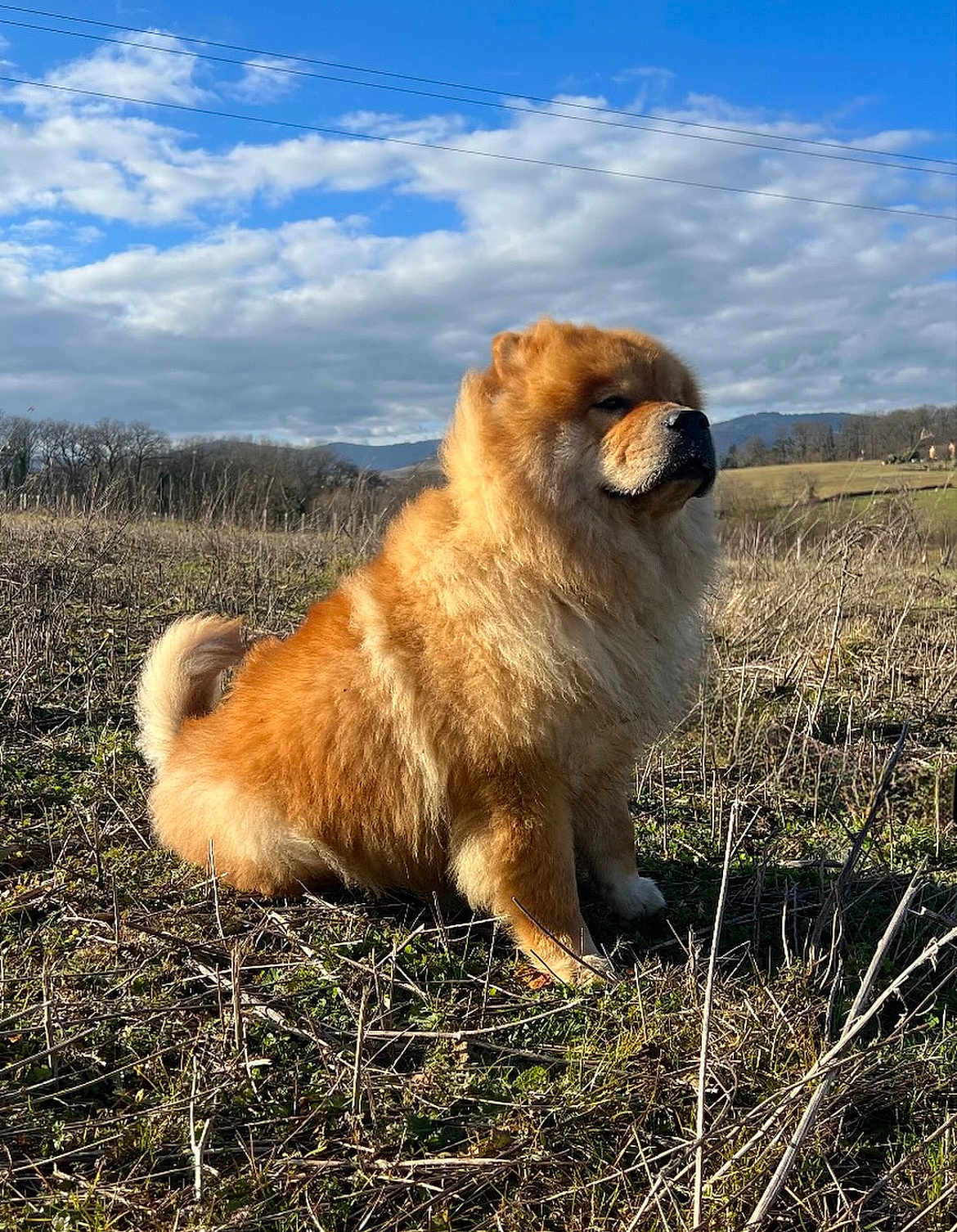 Yuuk participe au concours pour gagner de l'argent avec cette photo : dog, chow_chow, fluffy, outdoor, field, grass, sunlight, cloudy_sky, nature, animal, pet, sitting, fur, landscape, rural, canine, sky, daytime, mammal, portrait