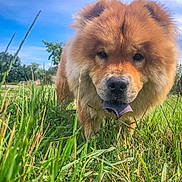 Yuuk a rejoint le concours — aidez-le/la à gagner de superbes lots ! dog, chow_chow, grass, outdoor, animal, pet, tongue, fur, nature, blue_sky, greenery, closeup, curious, canine, mammal, summer, daytime, field, fluffy, sniffing