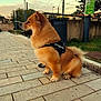 Yuuk a rejoint le concours — aidez-le/la à gagner de superbes lots ! dog, canine, pet, sitting, sidewalk, harness, urban, outdoor, pavement, trash_bin, greenery, sky, dusk, fence, pole, leash, fluffy, golden_brown, calm, quiet
