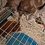 Jasper joined the competition — help win amazing prizes! animal_interaction, bedding, blue_hideout, brown_guinea_pig, cage, cat, close_up, collar, curious, domestic_animals, furry, guinea_pig, indoor, orange_cat, pet, pet_care, pet_habitat, small_animal, white_bedding, wire_cage