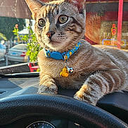Jasper joined the competition — help win amazing prizes! animal, blue_collar, car_interior, cat, close_up, collar, curious, dashboard, daytime, outdoor, pet, reflection, relaxed, speedometer, steering_wheel, sunlight, tabby_cat, vehicle, window, yellow_charm