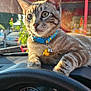 animal, blue_collar, car_interior, cat, close_up, collar, curious, dashboard, daytime, outdoor, pet, reflection, relaxed, speedometer, steering_wheel, sunlight, tabby_cat, vehicle, window, yellow_charm