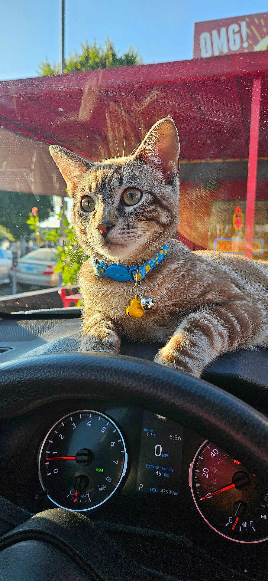 Jasper joined the competition — help win amazing prizes! animal, blue_collar, car_interior, cat, close_up, collar, curious, dashboard, daytime, outdoor, pet, reflection, relaxed, speedometer, steering_wheel, sunlight, tabby_cat, vehicle, window, yellow_charm