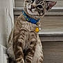 Jasper joined the competition — help win amazing prizes! animal, blue_collar, cat, collar, curious, cute, domestic_cat, feline, fur, head_tilt, indoor, paws, pet, portrait, sitting, stairs, tabby, whiskers, wooden_stairs, yellow_duck_charm