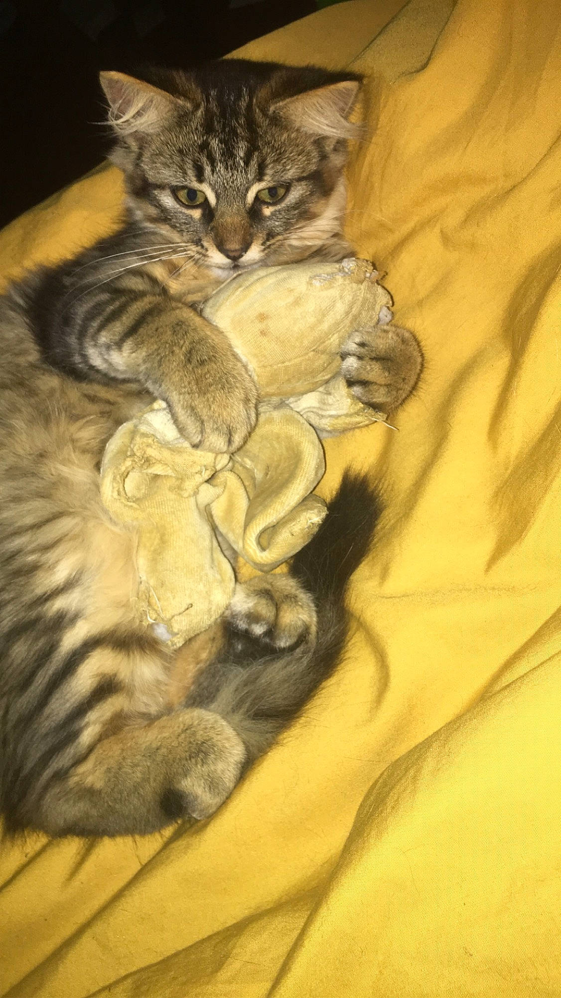 April a rejoint le concours — aidez-le/la à gagner de superbes lots ! art, big_cats, carnivore, cat, claw, domestic_short_haired_cat, fawn, felidae, fur, mammal, nap, painting, paw, small_to_medium_sized_cats, snout, tail, terrestrial_animal, vertebrate, whiskers, wildlife