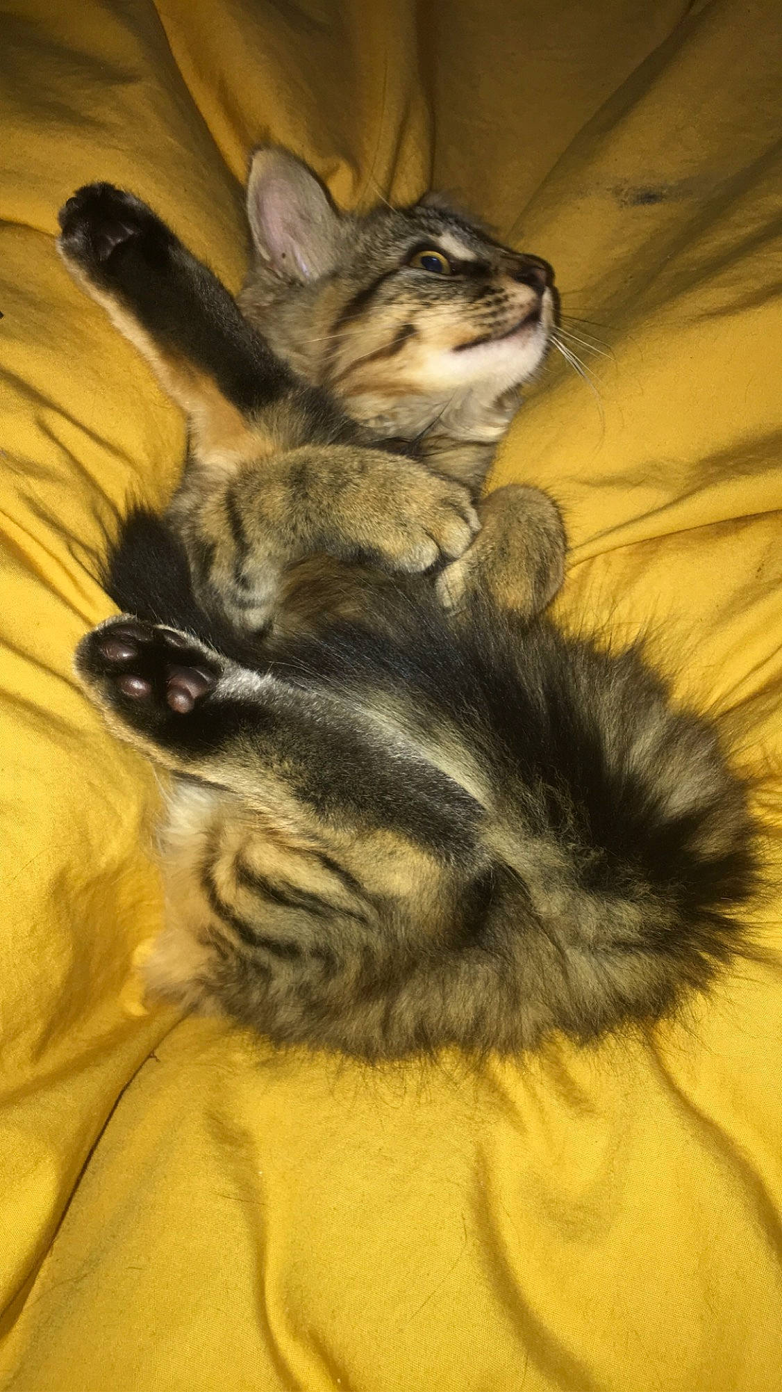 April a rejoint le concours — aidez-le/la à gagner de superbes lots ! canidae, carnivore, cat, comfort, dog_breed, ear, eye, fawn, felidae, foot, fur, gesture, human_body, human_leg, leg, small_to_medium_sized_cats, snout, tail, terrestrial_animal, whiskers