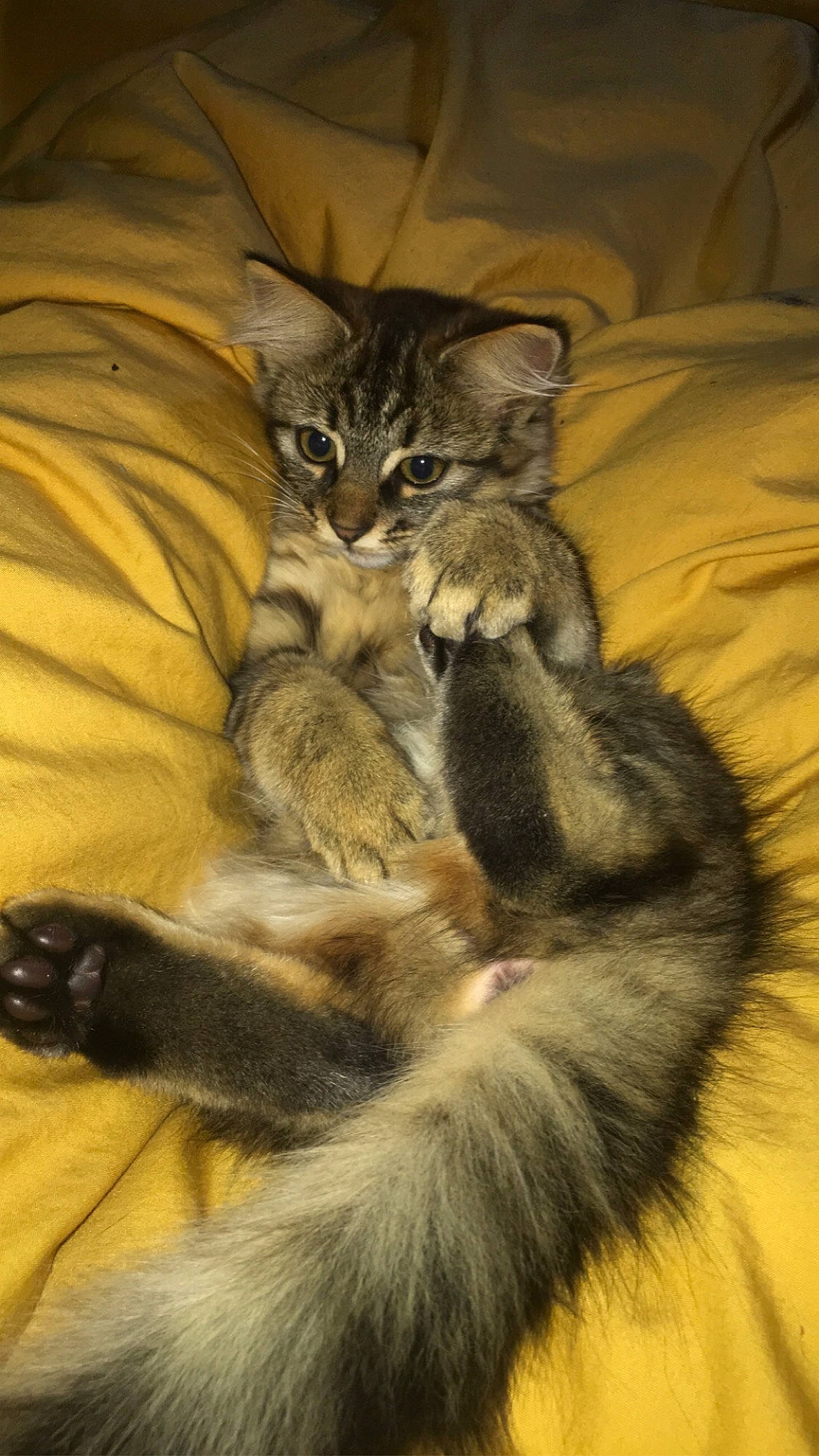 April participe au concours pour gagner de l'argent avec cette photo : carnivore, cat, claw, comfort, domestic_short_haired_cat, fawn, felidae, fur, grey, nap, paw, sleep, small_to_medium_sized_cats, snout, tail, terrestrial_animal, whiskers, wildlife