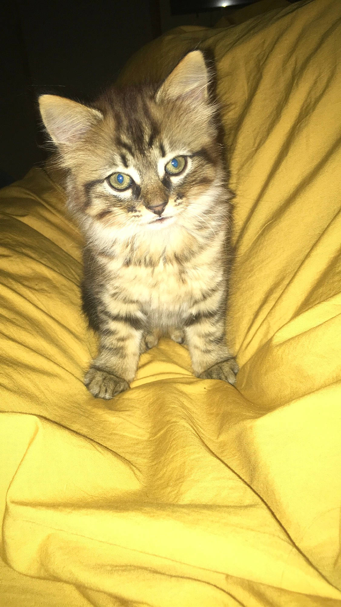 April participe au concours pour gagner de l'argent avec cette photo : carnivore, cat, claw, close_up, comfort, couch, domestic_short_haired_cat, fawn, felidae, fur, iris, paw, sitting, small_to_medium_sized_cats, snout, tail, terrestrial_animal, whiskers, wildlife, wood