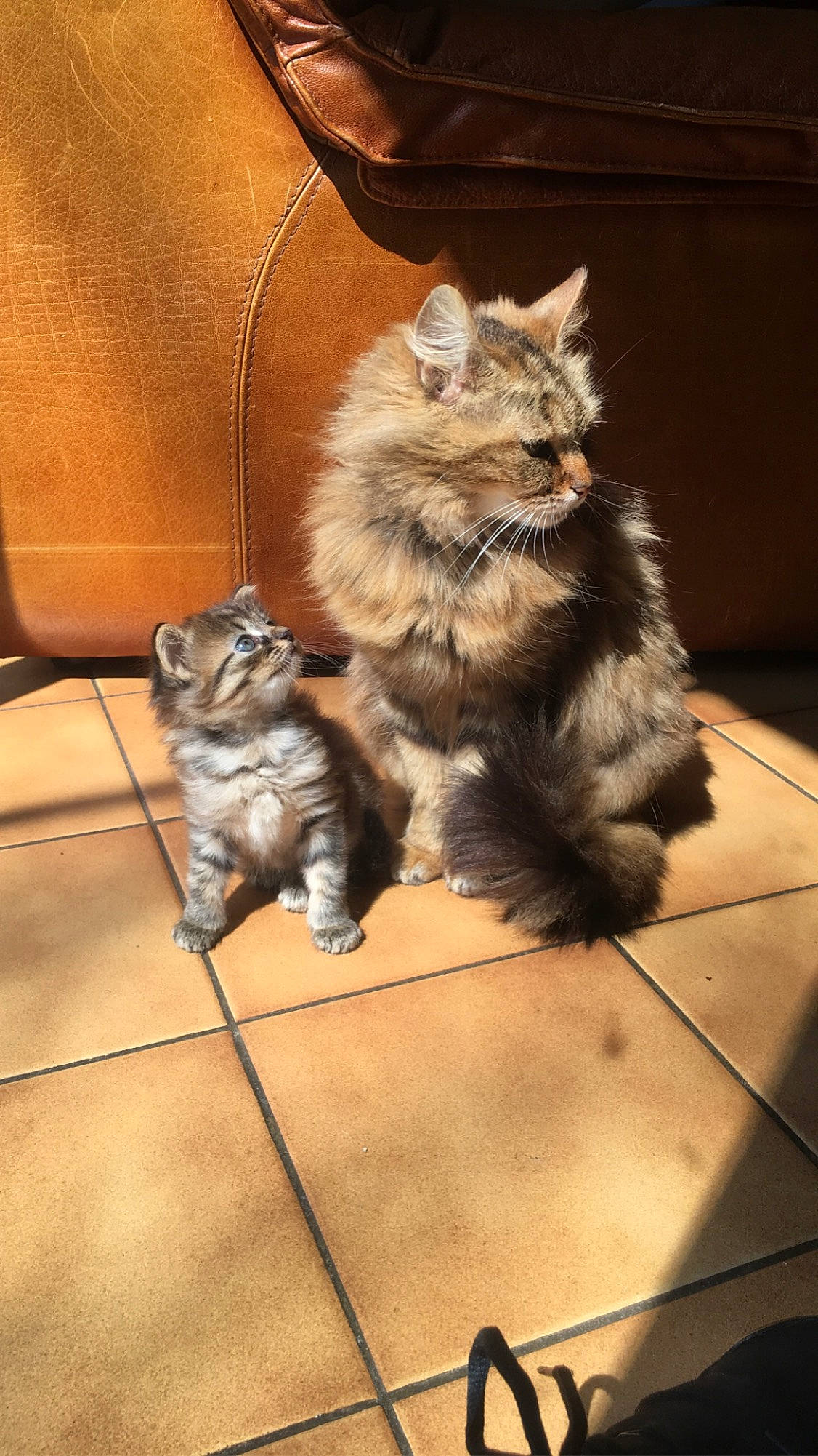 April participe au concours pour gagner de l'argent avec cette photo : canidae, carnivore, cat, claw, domestic_short_haired_cat, fawn, felidae, floor, flooring, fur, hardwood, human_leg, paw, sitting, small_to_medium_sized_cats, snout, tail, terrestrial_animal, whiskers, wood