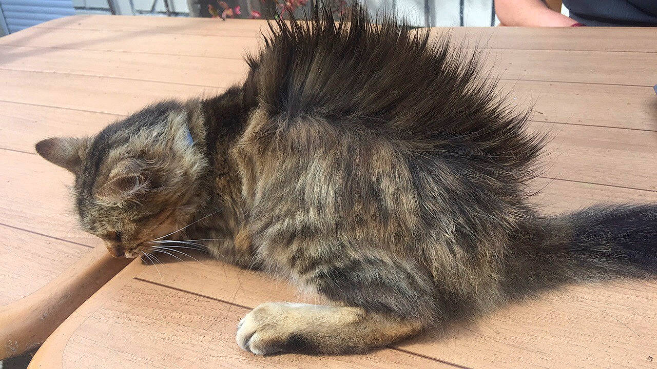 Naze participe au concours pour gagner de l'argent avec cette photo : carnivore, cat, claw, comfort, domestic_short_haired_cat, felidae, flooring, fur, nap, paw, plant, small_to_medium_sized_cats, snout, tail, terrestrial_animal, whiskers, window