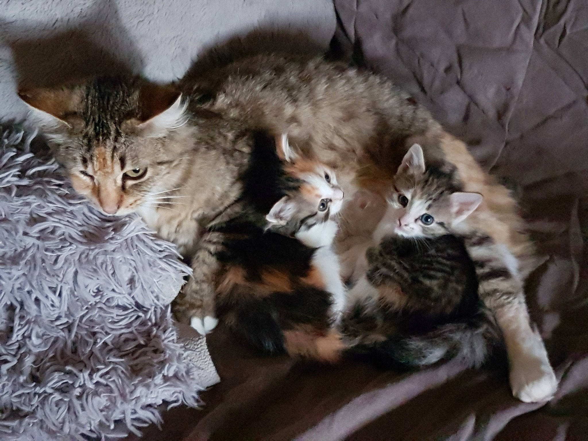 Maya participe au concours pour gagner de l'argent avec cette photo : american_wirehair, asian, carnivore, cat, cymric, domestic_long_haired_cat, domestic_short_haired_cat, dragon_li, european_shorthair, felidae, kitten, maine_coon, mammal, norwegian_forest_cat, pixie_bob, siberian, small_to_medium_sized_cats, tabby_cat, vertebrate, whiskers