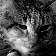 Maya participe au concours pour gagner de l'argent avec cette photo : black, black_and_white, carnivore, cat, close_up, domestic_short_haired_cat, european_shorthair, eye, felidae, fur, monochrome, monochrome_photography, nose, photography, sky, small_to_medium_sized_cats, snapshot, snout, tabby_cat, whiskers