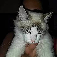 Choupette a rejoint le concours — aidez-le/la à gagner de superbes lots !