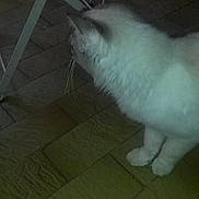 Choipette a rejoint le concours — aidez-le/la à gagner de superbes lots !