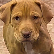 Sophie is registered to the contest to win money with this photo: puppy, dog, canine, standing, front_view, floppy_ears, brown_fur, short_fur, tail, curled_tail, paws, face, nose, eyes, indoors, wood_floor, rug, portrait, cute, animal