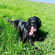 Parker is registered to the contest to win money with this photo: animal, black_dog, canine, collar, daylight, dog, field, fur, grass, greenery, happy, muzzle, nature, outdoor, pet, playful, summer, sunny, tongue, tongue_out