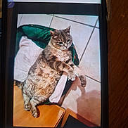 Gribouille participe au concours pour gagner de l'argent avec cette photo : cat, feline, pet, phone_screen, smartphone, screenshot, cat_bed, towel, tiled_floor, wooden_table, paw, chubby_cat, indoor, cozy, portrait, reflection, thumbnail_strip, green_bed, fur, relaxed