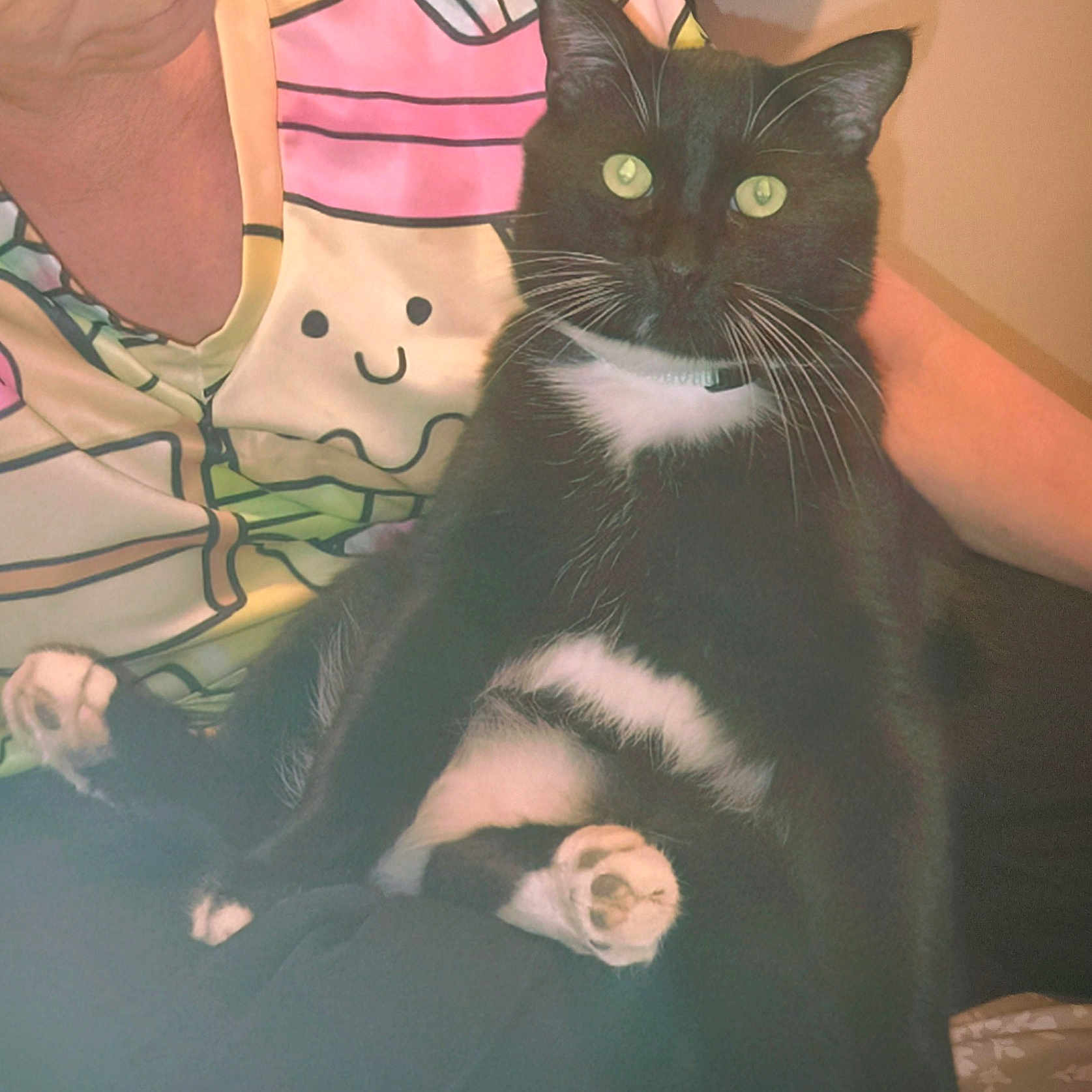 Grrr is registered to the contest to win money with this photo: animal, black_fur, cat, closeup, collar, fabric, green_eyes, indoor, lap, patterned_shirt, paws, person, pet, portrait, relaxed, sitting, smiley_face, tuxedo_cat, whiskers, white_fur