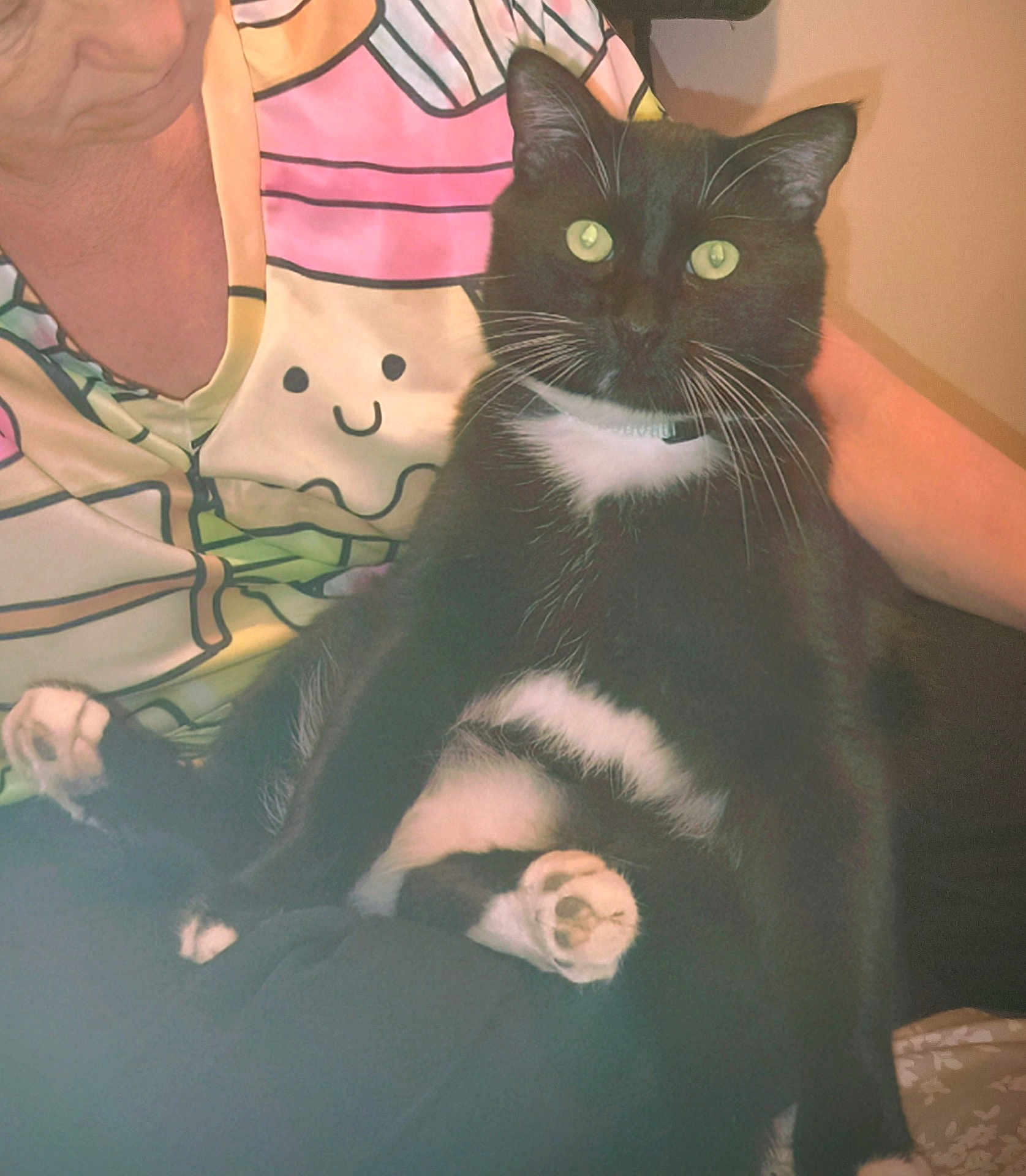 Grrr is registered to the contest to win money with this photo: cat, tuxedo_cat, pet, animal, indoor, person, lap, paws, whiskers, green_eyes, black_fur, white_fur, collar, sitting, portrait, fabric, patterned_shirt, smiley_face, closeup, relaxed