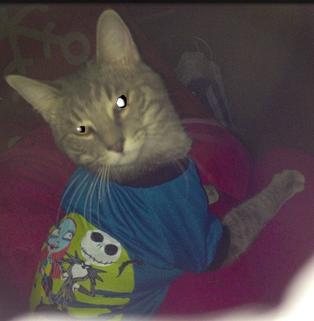 Elijah is registered to the contest to win money with this photo: carnivore, cat, domestic_short_haired_cat, felidae, kitten, russian_blue, small_to_medium_sized_cats, tail, whiskers