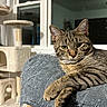 cat, tabby, indoor, furniture, blanket, window, cat_tree, relaxed, pet, animal, cozy, living_room, striped, whiskers, paw, ears, eyes, resting, household, cute