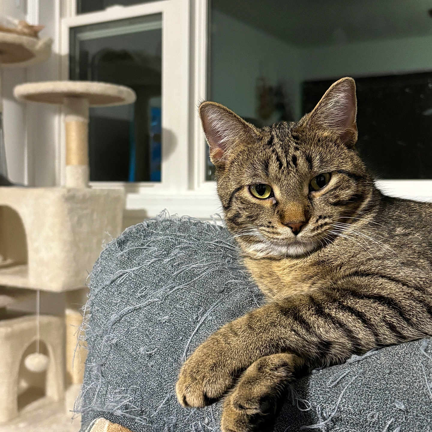 Big Bertha is registered to the contest to win money with this photo: cat, tabby, indoor, furniture, blanket, window, cat_tree, relaxed, pet, animal, cozy, living_room, striped, whiskers, paw, ears, eyes, resting, household, cute