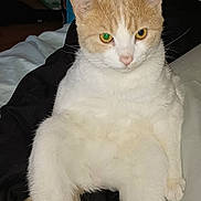 Sherlock Ramon is registered to the contest to win money with this photo: abyssinian, accessories, animal, bag, bed, bedroom, blanket, cat, couch, furniture, handbag, homedecor, indoors, kitten, linen, manx, pet, room, siamese, wood