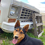 Lobo is registered to the contest to win money with this photo: dog, grass, vehicle, rust, wooden_pallet, outdoor, sky, cloud, tongue_out, happy, pet, muzzle, ears, nature, smiling, old_car, license_plate, greenery, daylight, animal
