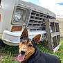 dog, grass, vehicle, rust, wooden_pallet, outdoor, sky, cloud, tongue_out, happy, pet, muzzle, ears, nature, smiling, old_car, license_plate, greenery, daylight, animal