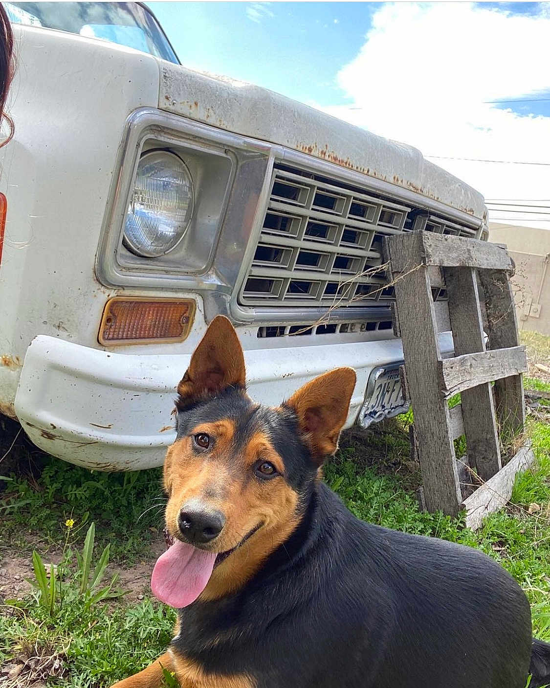 Lobo is registered to the contest to win money with this photo: dog, grass, vehicle, rust, wooden_pallet, outdoor, sky, cloud, tongue_out, happy, pet, muzzle, ears, nature, smiling, old_car, license_plate, greenery, daylight, animal