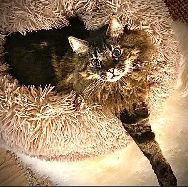 Lupin a rejoint le concours — aidez-le/la à gagner de superbes lots ! canidae, carnivore, cat, christmas, christmas_decoration, christmas_ornament, darkness, domestic_short_haired_cat, event, fawn, felidae, fur, holiday, midnight, small_to_medium_sized_cats, snout, tail, terrestrial_animal, whiskers, wildlife