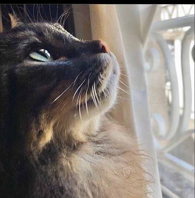 Lupin a rejoint le concours — aidez-le/la à gagner de superbes lots ! carnivore, cat, cloud, comfort, domestic_short_haired_cat, felidae, fur, metal, paw, sky, small_to_medium_sized_cats, snout, tail, terrestrial_animal, whiskers, window