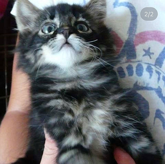 Lupin a rejoint le concours — aidez-le/la à gagner de superbes lots ! british_longhair, carnivore, cat, claw, comfort, domestic_short_haired_cat, felidae, fur, paw, small_to_medium_sized_cats, snout, terrestrial_animal, whiskers