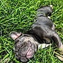 Achilles joined the competition — help win amazing prizes! dog, black_dog, grass, outdoor, sunlight, playful, pet, animal, canine, summer, nature, happy, lying_down, green, closeup, snout, ears, tongue, relaxed, daytime