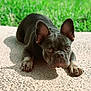 dog, french_bulldog, puppy, pet, animal, outdoor, grass, concrete, shadow, ears, face, lying_down, cute, young, closeup, texture, sunlight, nature, mammal, companion