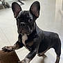 Achilles joined the competition — help win amazing prizes! french_bulldog, puppy, dog, indoor, couch, curious, brown, black, white_patch, tile_floor, dining_chairs, metal_legs, pet, animal, canine, young_dog, floor_reflection, wide_eyes, front_paws, looking