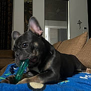 Achilles is registered to the contest to win money with this photo: dog, french_bulldog, puppy, toy, blanket, indoor, couch, brown_furniture, window, curtains, chewing, pet, animal, playful, ears, snout, paw, relaxed, home, cozy
