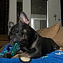 dog, french_bulldog, puppy, toy, blanket, indoor, couch, brown_furniture, window, curtains, chewing, pet, animal, playful, ears, snout, paw, relaxed, home, cozy