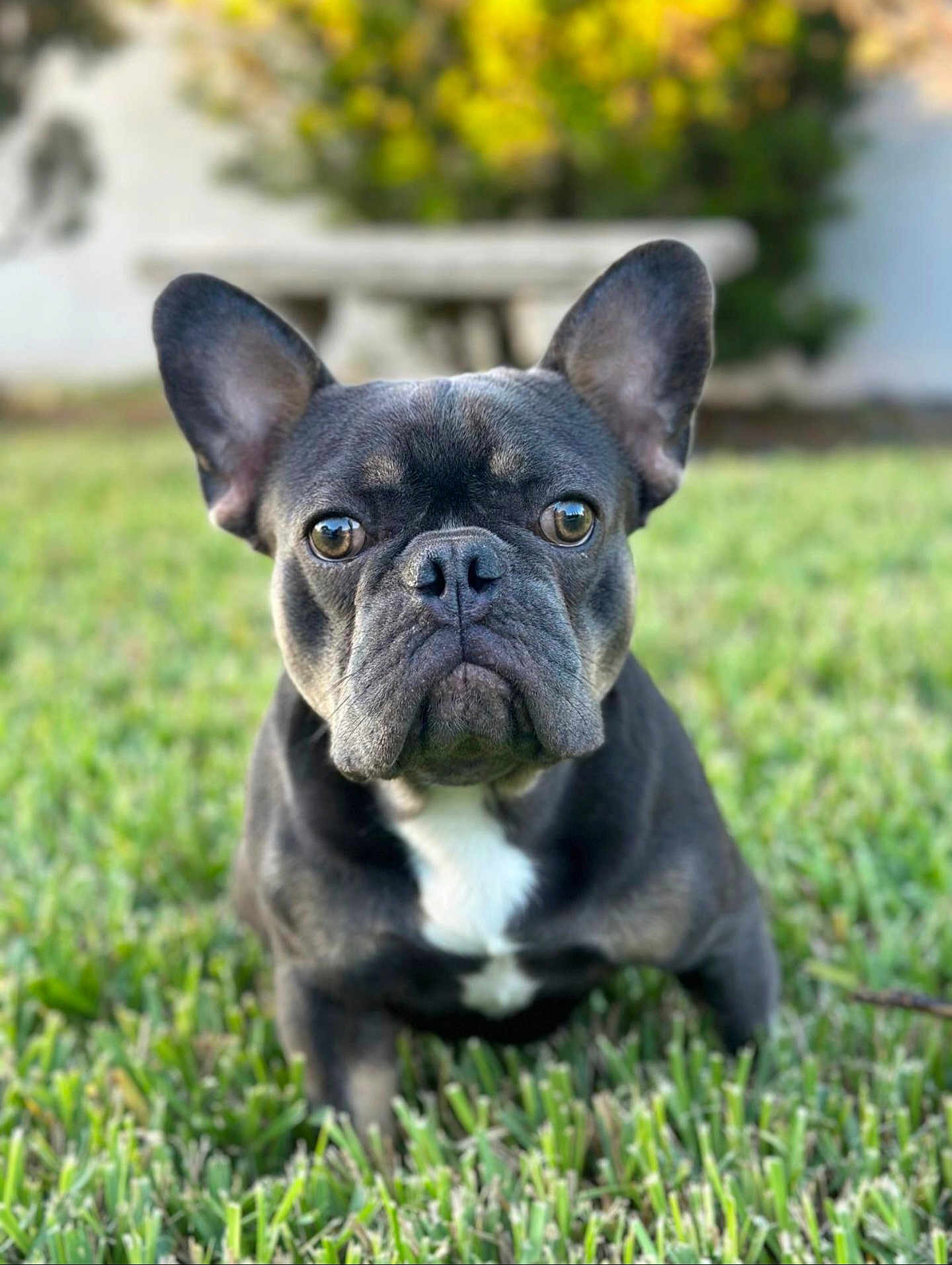 Achilles is registered to the contest to win money with this photo: dog, french_bulldog, pet, grass, outdoor, animal, canine, closeup, portrait, ears, snout, black_and_white, fur, grass_field, nature, companion, cute, alert, sitting, daylight