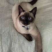 Baby Boy joined the competition — help win amazing prizes! animal, bed, blanket, blue_eyes, cat, collar, cute, domestic_animal, feline, fur, indoor, lying_down, mammal, paw, pet, portrait, relaxed, resting, siamese_cat, whiskers