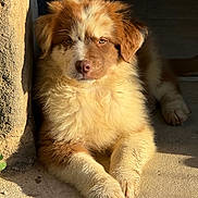 Aiki participe au concours pour gagner de l'argent avec cette photo : dog, puppy, animal, pet, fluffy, brown, white, fur, sunlight, outdoor, resting, cute, adorable, canine, young, portrait, paw, relaxed, nature, daylight