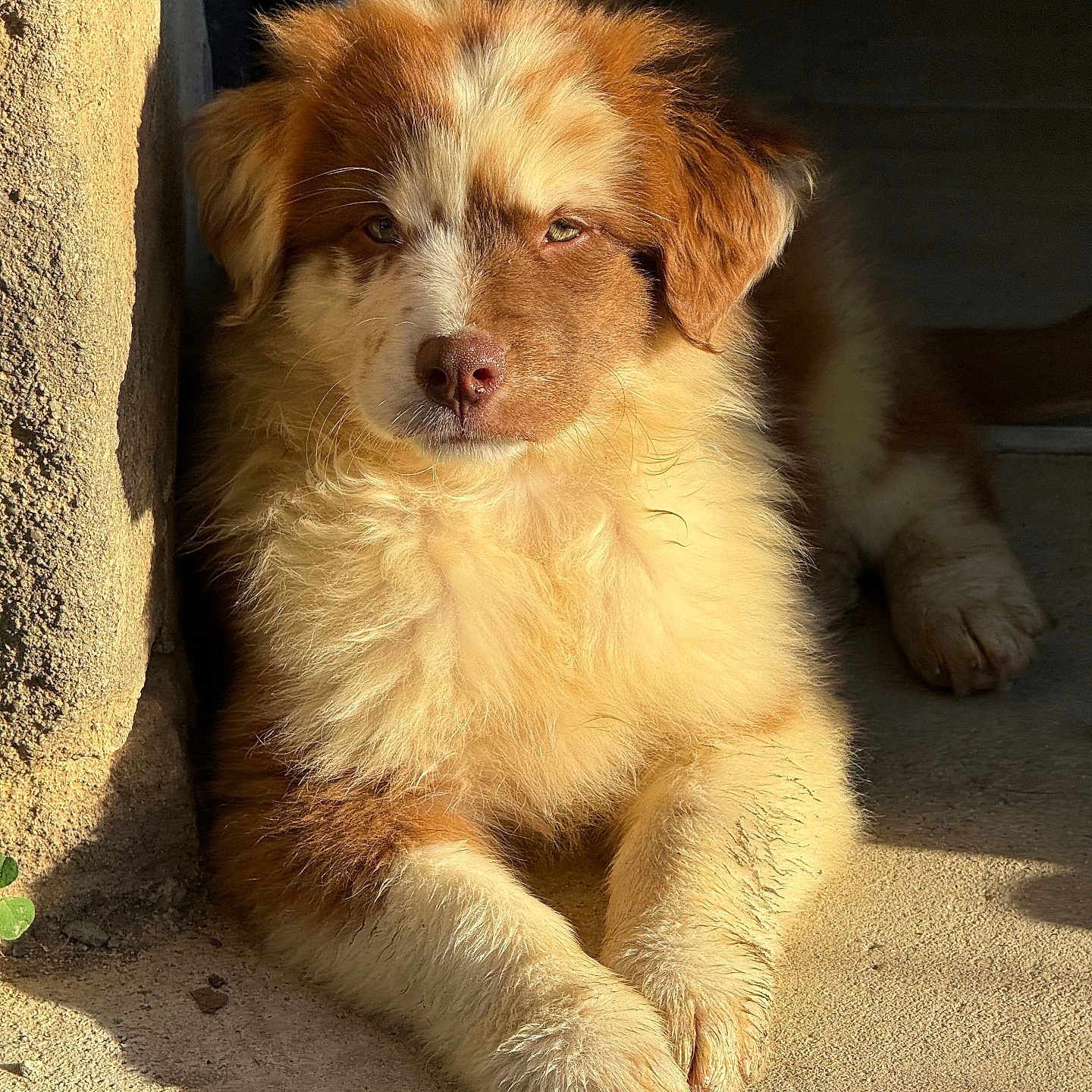 Aiki participe au concours pour gagner de l'argent avec cette photo : adorable, animal, brown, canine, cute, daylight, dog, fluffy, fur, nature, outdoor, paw, pet, portrait, puppy, relaxed, resting, sunlight, white, young
