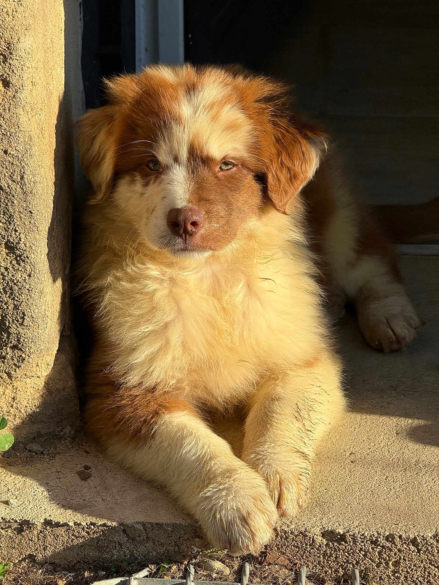 Aiki participe au concours pour gagner de l'argent avec cette photo : dog, puppy, animal, pet, fluffy, brown, white, fur, sunlight, outdoor, resting, cute, adorable, canine, young, portrait, paw, relaxed, nature, daylight