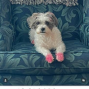 Coco is registered to the contest to win money with this photo: dog, small_dog, fluffy, white_fur, gray_fur, pink_paws, sitting, armchair, chair, patterned_fabric, upholstery, blanket, indoors, portrait, pet, cute, furry, front_view, instagram_screenshot, social_media