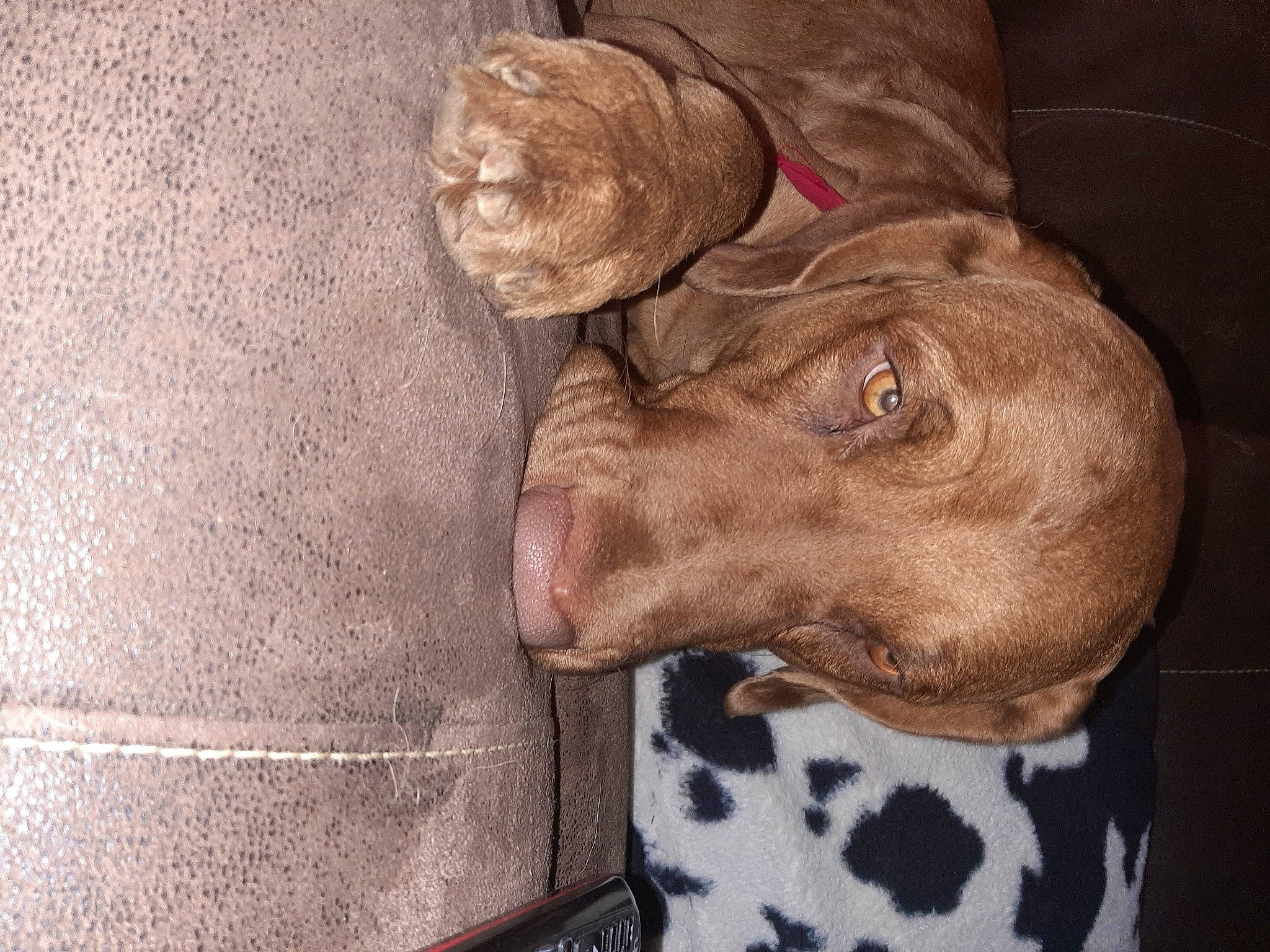 Ruger joined the competition — help win amazing prizes! art, canidae, carnivore, comfort, companion_dog, dog, dog_breed, dog_collar, dog_supply, fawn, fur, great_dane, linens, liver, military_camouflage, snout, sporting_group, wood, working_animal, wrinkle