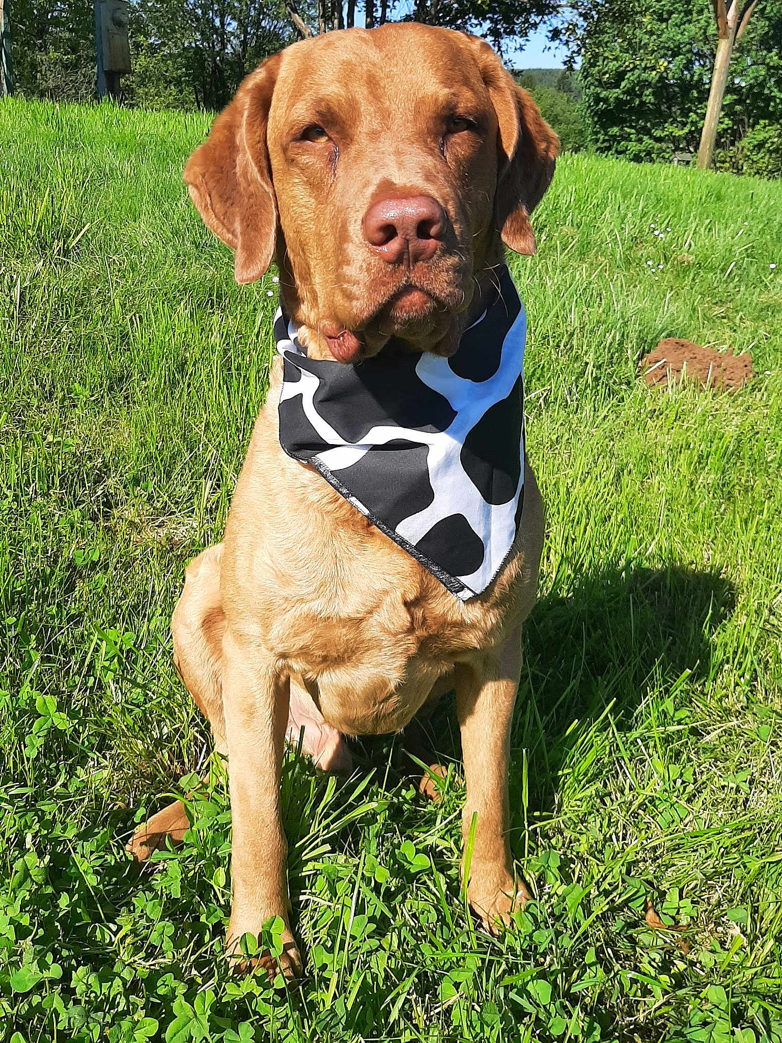 Ruger