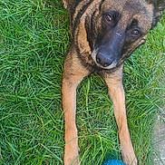 Tina a rejoint le concours — aidez-le/la à gagner de superbes lots ! alert, animal, black, blue_toy, brown, canine, companion, dog, ears, friendly, fur, german_shepherd, grass, lying_down, nature, outdoor, paws, pet, playful, toy